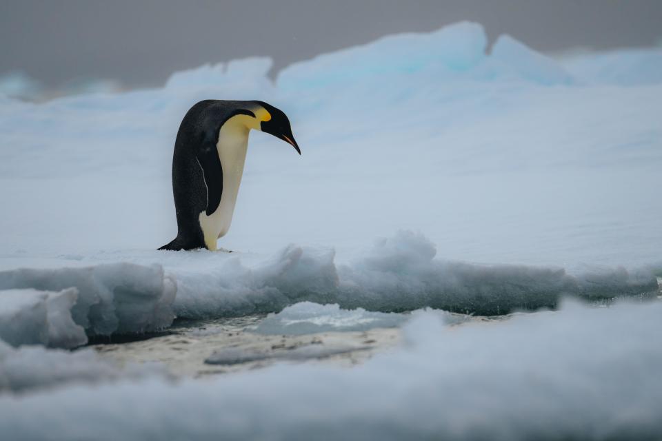 Emperor penguin in Natarctica standing and walk on snow