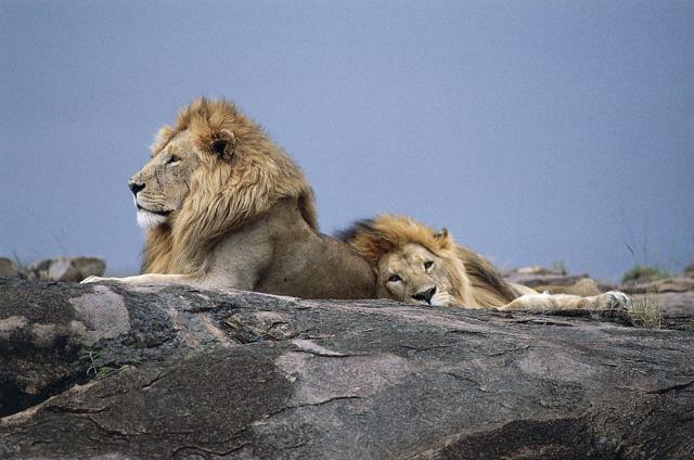 lion sitting