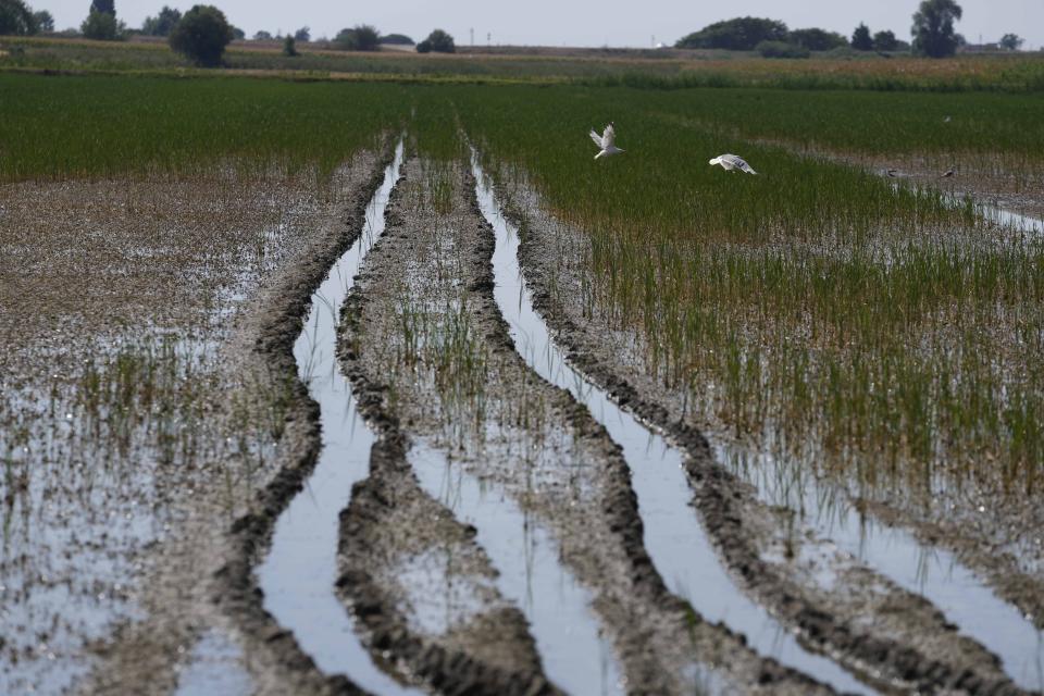 Seagulls fly over a rice field partially bathed by the sea water, in Porto Tolle, Italy, near the Delta Po' river, Friday, July 29, 2022. Drought and unusually hot weather have raised the salt levels in Italy's largest delta, and it's killing rice fields along with the shellfish that are a key ingredient in one of Italy's culinary specialties. (AP Photo/Luca Bruno)