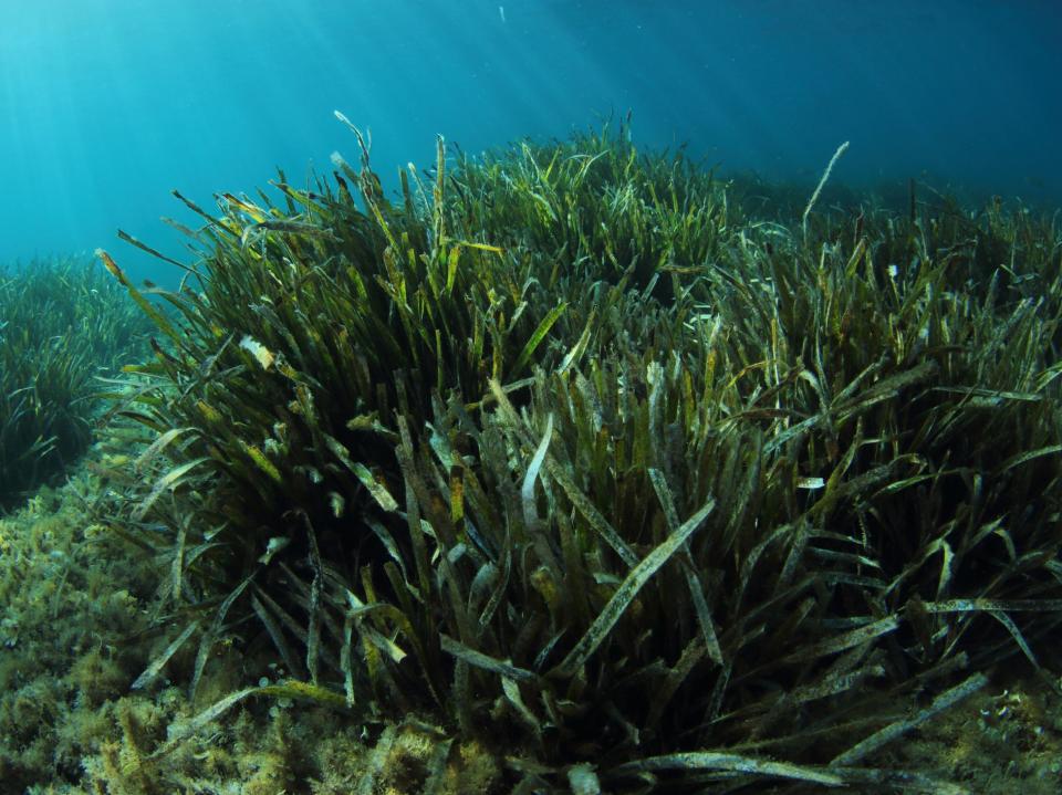 Delicate seagrasses provide perfect habitats for a wide array of creatures (Getty)