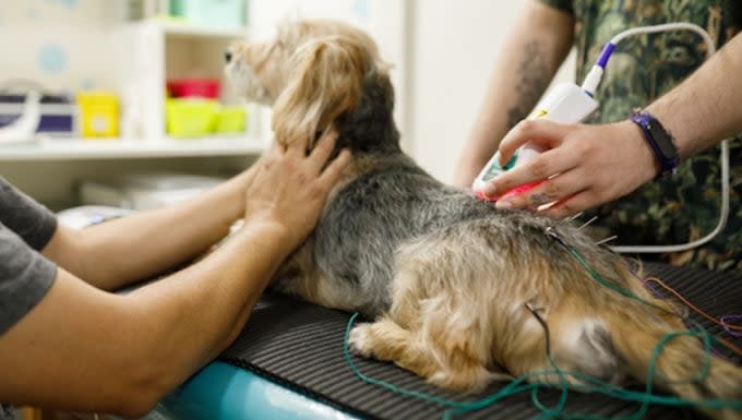 Neck and Back Pain in Dogs: Symptoms, Causes, & Treatments