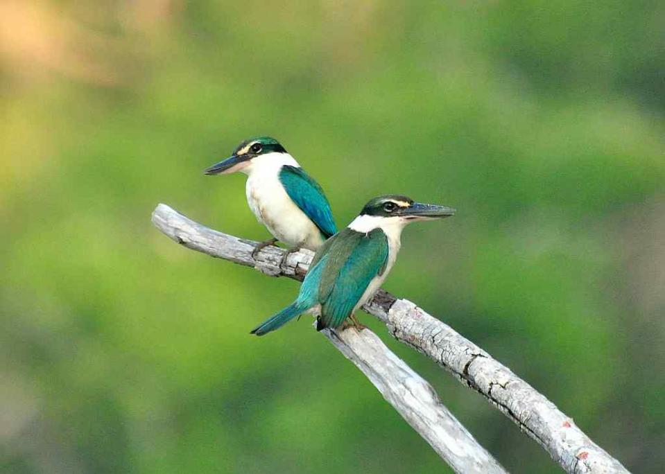 Travel Wildlife Collared Kingfishers