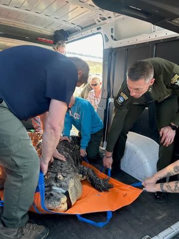 <p>New York State Department of Environmental Conservation</p> The alligator being seized.