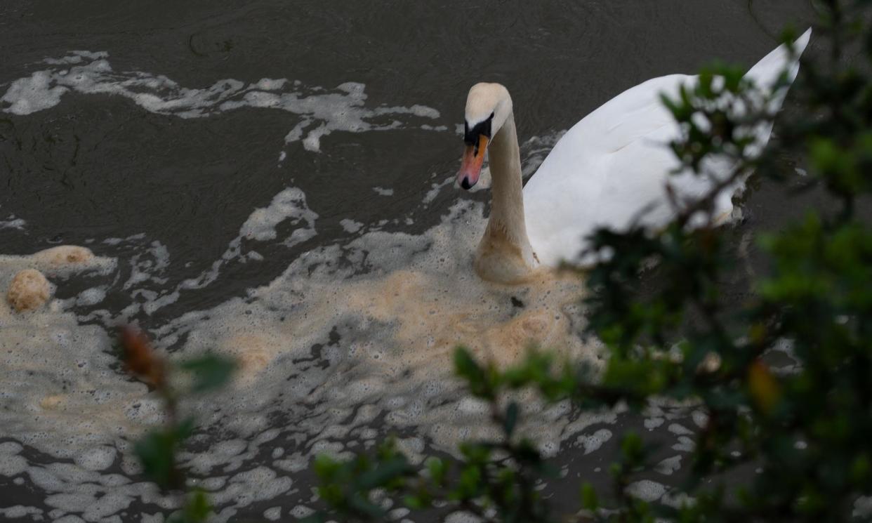 <span>A swan swims through sewage on the River Thames in Windsor, Berkshire.</span><span>Photograph: Maureen McLean/Rex/Shutterstock</span>