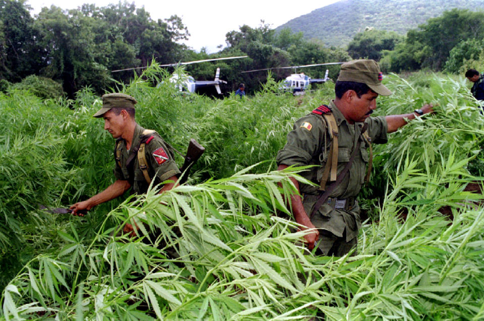 mexico marijuana plantation