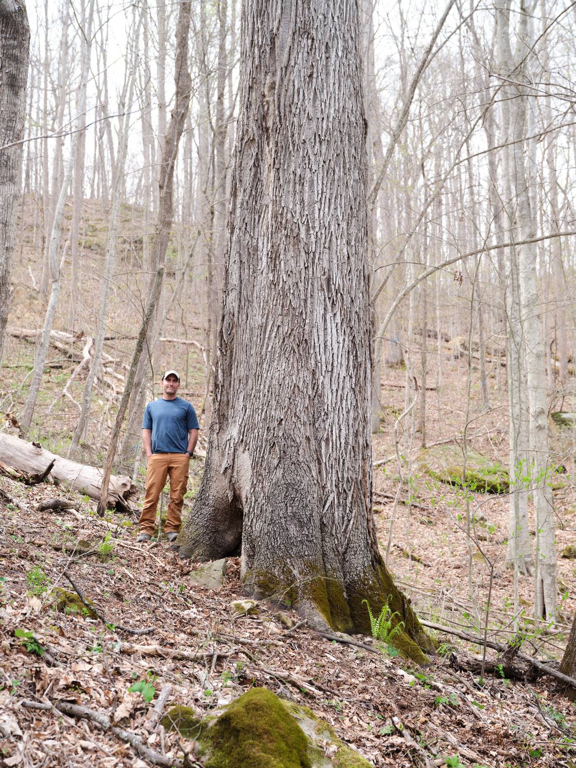 Jim Scheff, ecologist with Kentucky Heartwood, pictured with the largest known red hickory in the world. It is in the Daniel Boone National Forest in Eastern Kentucky.