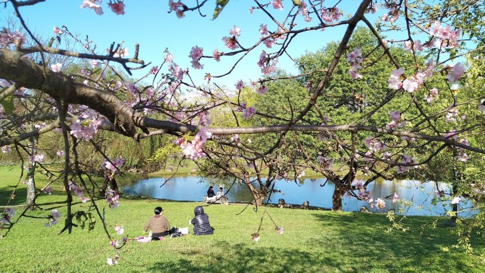 櫻花樹下欣賞湖面風光。   圖：新北市政府高灘地工程管理處／提供