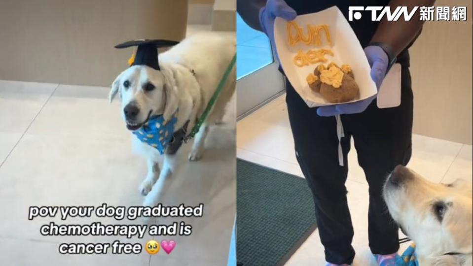 醫療團隊幫狗狗舉辦出院的「畢業典禮」，恭喜牠成功戰勝病魔。（圖／Tiktok）