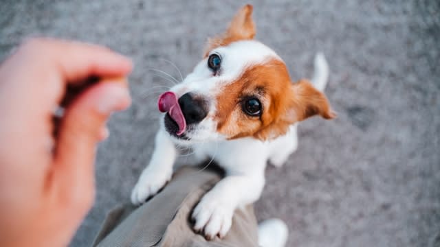 Generic image of a jack russell terrier dog.