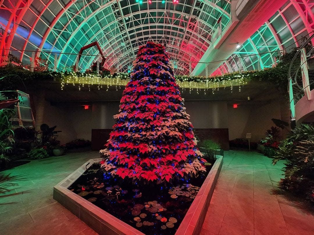 The Myriad Gardens' Crystal Bridge Conservatory is decorated for the holiday season with hundreds of lights and poinsettias, including the downtown OKC landmark's signature poinsettia tree.