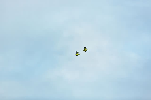 <p>Carmen Campos</p> Turquoise-fronted parrots soar above the Cerrado.