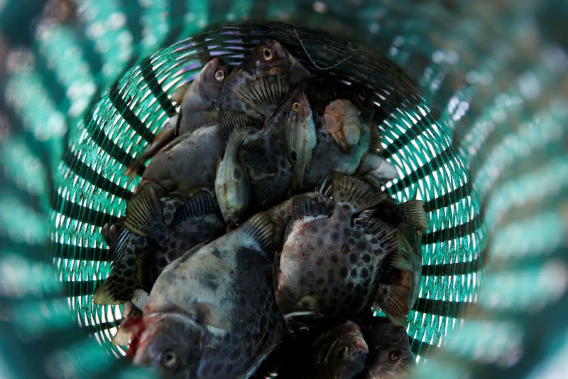 Fish caught by fisherman are pictured inside a basket at Tambaklorok village in Semarang