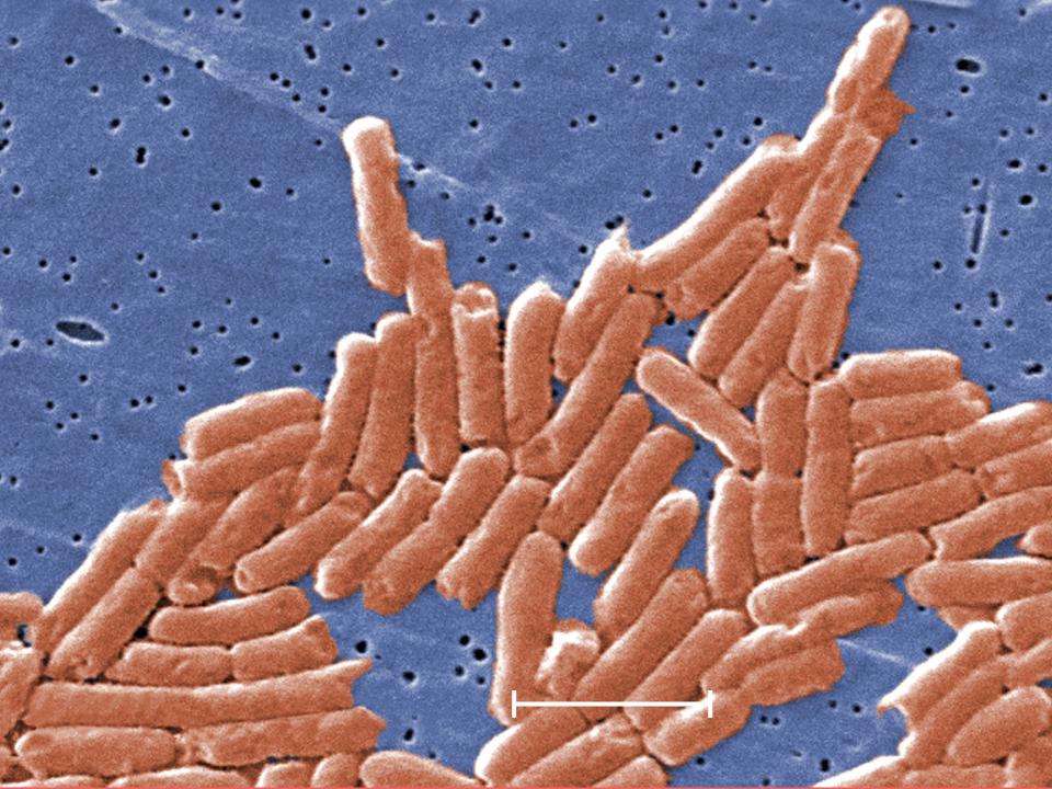 CDC have reported two outbreaks of salmonella   (PA)