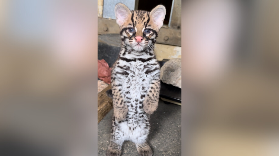 An ocelot kitten is seen in an image provided by the Los Angeles Zoo.