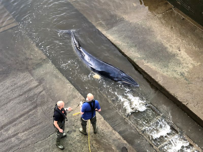 A small whale stranded in the River Thames is seen in this picture obtained from social media in London, Britain
