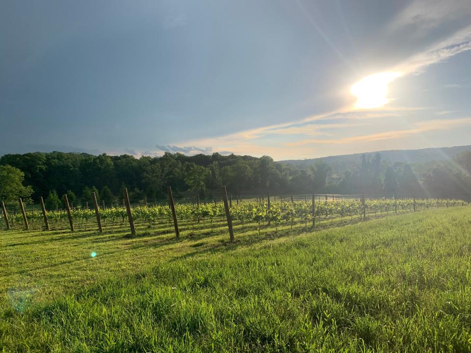 The vineyards at Meadowbrook Winery.