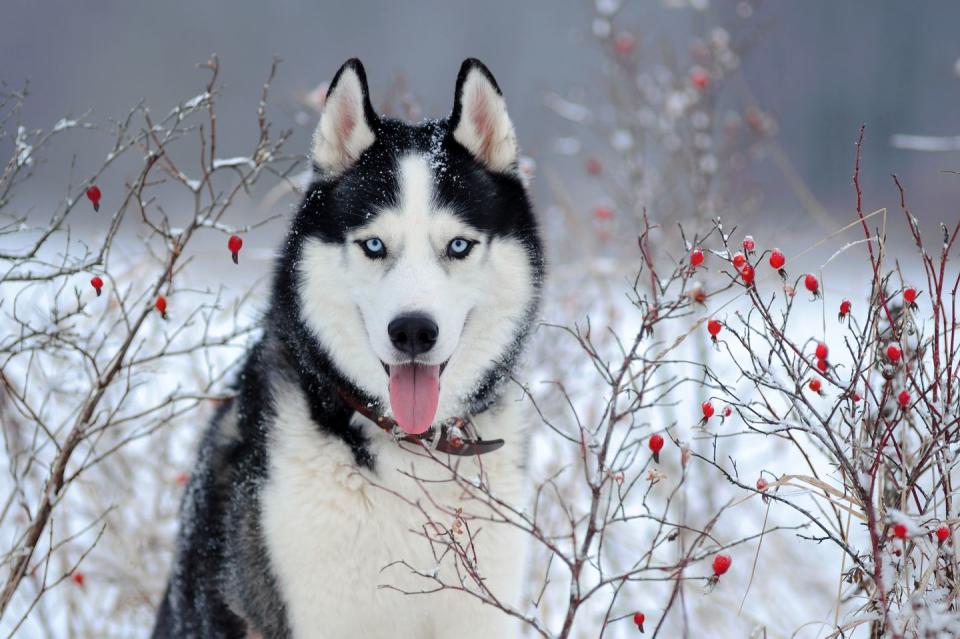 Siberian Husky Winter Snow Branches