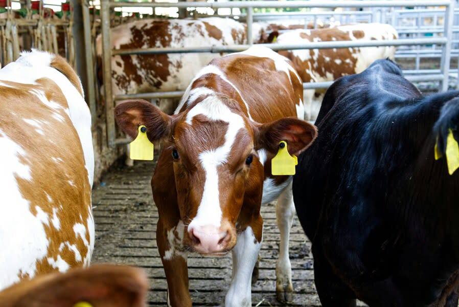 Feedback政策及活動經理鮑曼呼籲，金融機構需停止為工業化畜牧業提供資金，以減輕其對環境的影響。（Photo by Neil Bates on Unsplash under C.C License）