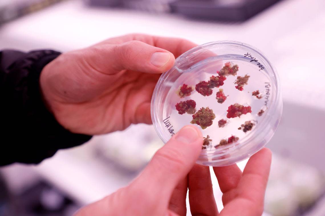 Matt DiLeo, vice president of product development at Elo Life Systems, holds a sample in the company’s growth chamber on Wednesday, March 8, 2023, in Durham, N.C.