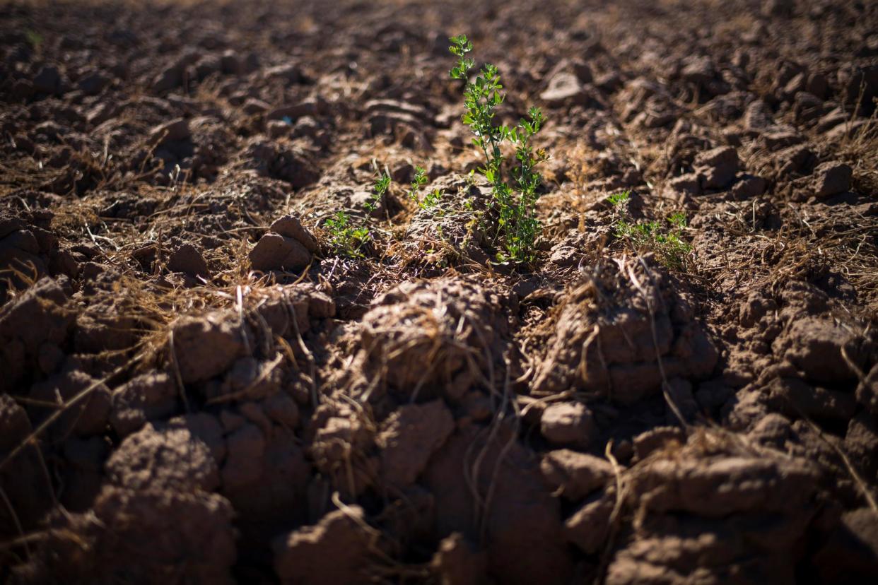 <span>Weeds grow on farmland in Blythe, California, in 2015.</span><span>Photograph: Jae C. Hong/AP</span>