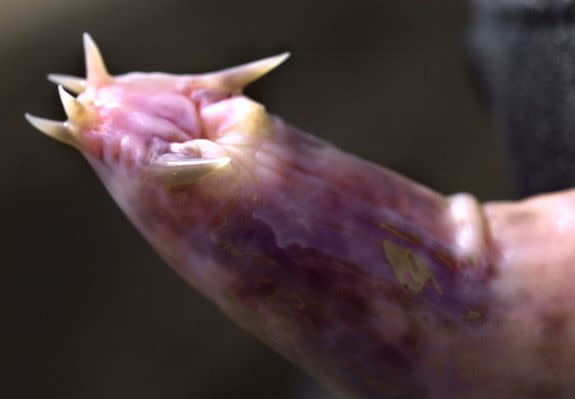 A Hagfish is displayed in Portsmouth, N.H., . The virtually blind and eel-like creature, which measures about 30 inches, and which features small tentacles around its jawless mouth and pincher-like teeth on its tongue, is the world's oldest vertebrate.