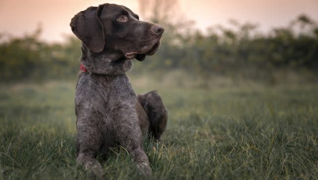 german shorthaired pointer