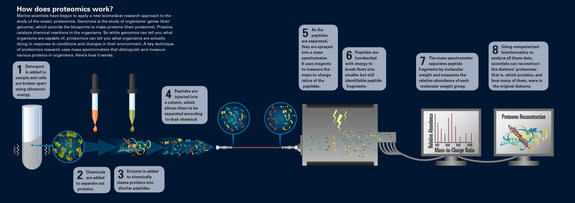 How researchers measured individual proteins from ocean microbes.