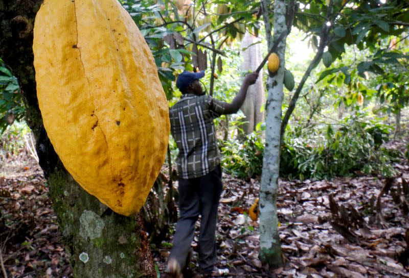 FILE PHOTO: A farmer works in a cocoa farm in Bobia, Gagnoa, Ivory Coast