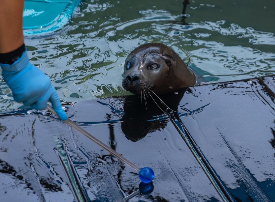 Kitt, a 1-year-old female harbor seal at the Woods Hole Science Aquarium, was hit by a boat in 2021 in Maine and blinded. Kitt was then treated at the Marine Mammals of Maine, a nonprofit organization. Sophie Proe/Cape Cod Times