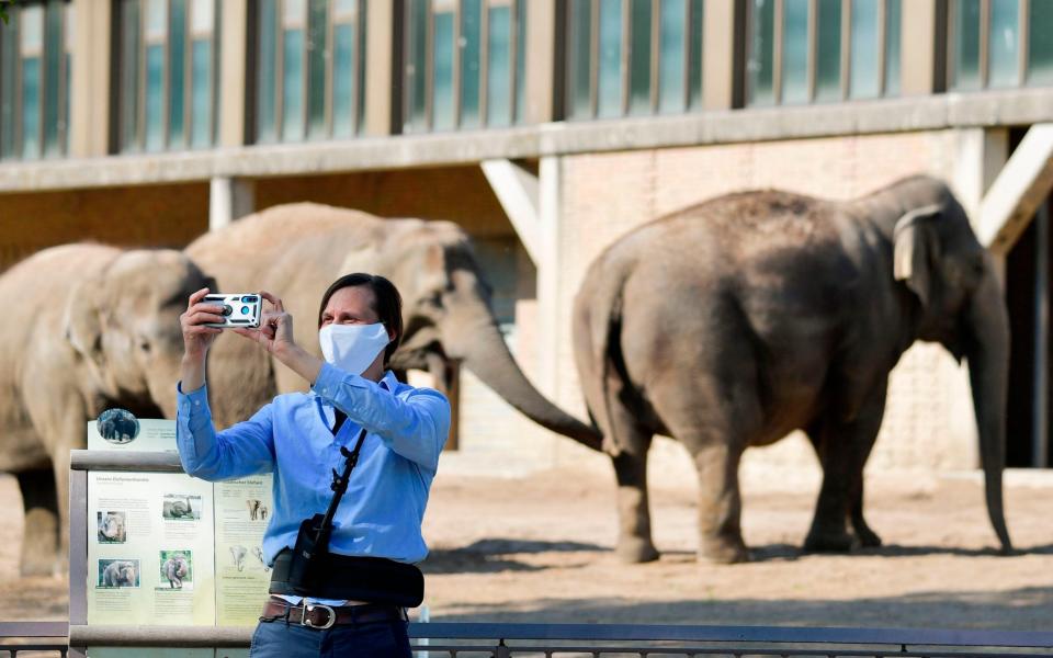 A wearing a face mask takes a selfie in front of elephants on April 28, 2020 in Berlin's Zoo as it partially reopens for the public amid the novel coronavirus Covid-19 pandemic. (Photo by Tobias SCHWARZ / AFP) (Photo by TOBIAS SCHWARZ/AFP via Getty Images) -  TOBIAS SCHWARZ/AFP