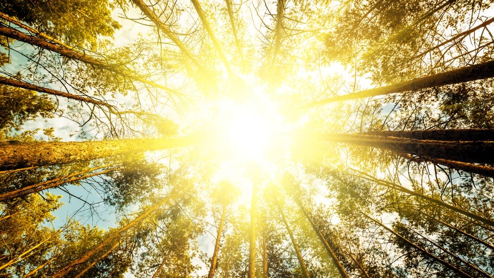  Sunlight shining through the top of a ring of trees. 