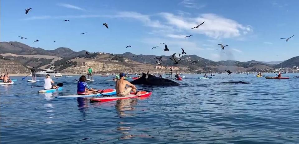 Two whales swam between a group of paddle boarders and kayakers near Avila Beach over the weekend.