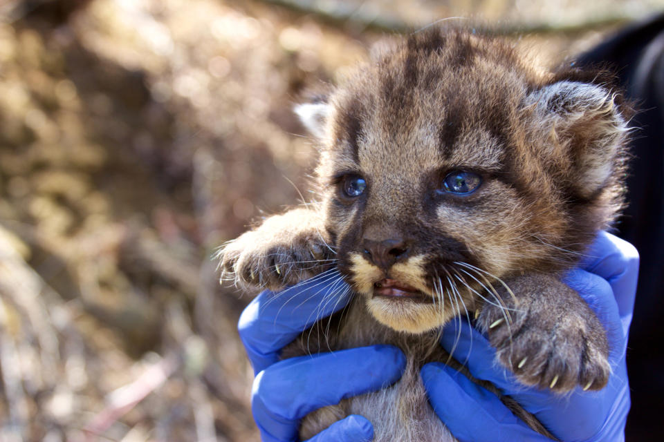 <p>In den Santa Monica Mountains wurde ein Wurf junger Pumas entdeckt, die zu Überwachsungszwecken gechippt und wieder ausgesetzt wurden. Es wird davon ausgegangen, dass die Jungen aus Inzucht stammen, da die Region von Schnellstraßen umgeben ist, die nur selten von den Tieren überquert werden, die sich somit immer öfter untereinander paaren. (Bild: Courtesy National Park Service/Handout via Reuters) </p>