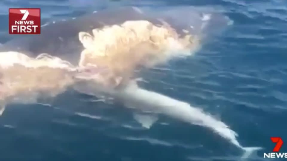 A tiger shark can be seen swimming upside down as it takes a bite. Source: 7 News