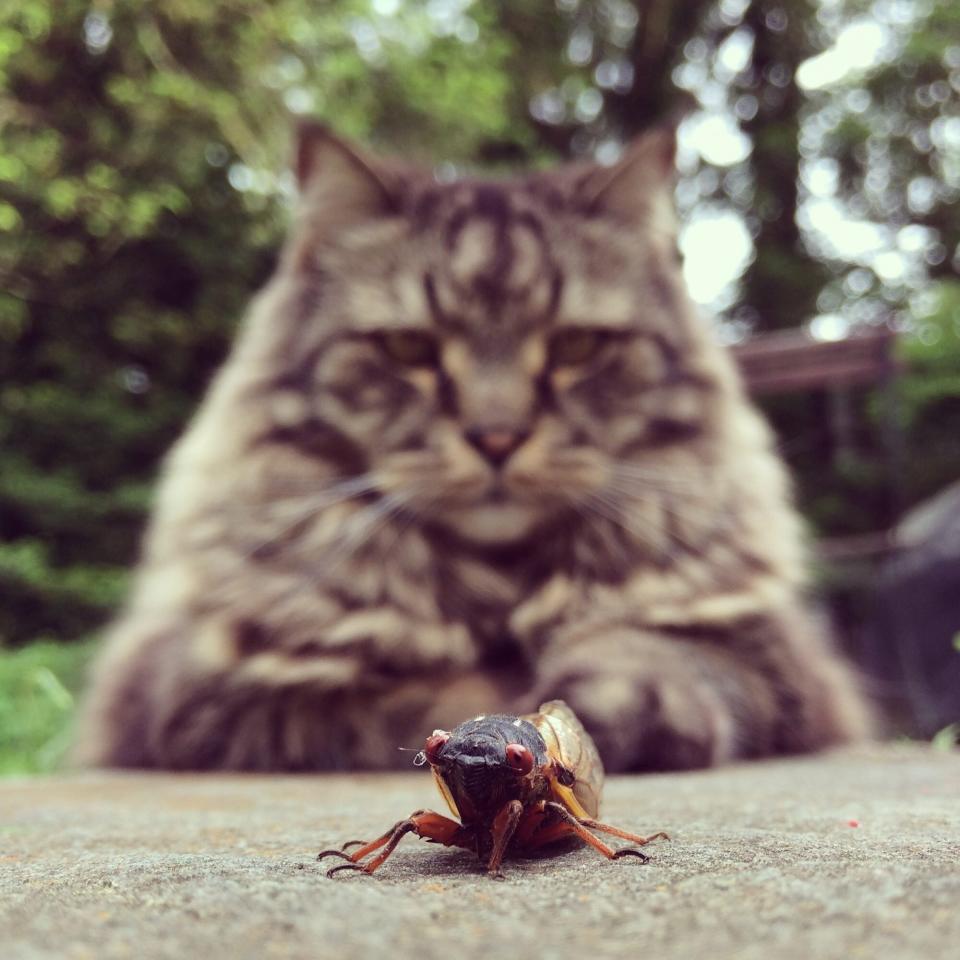 Cat and Cicada