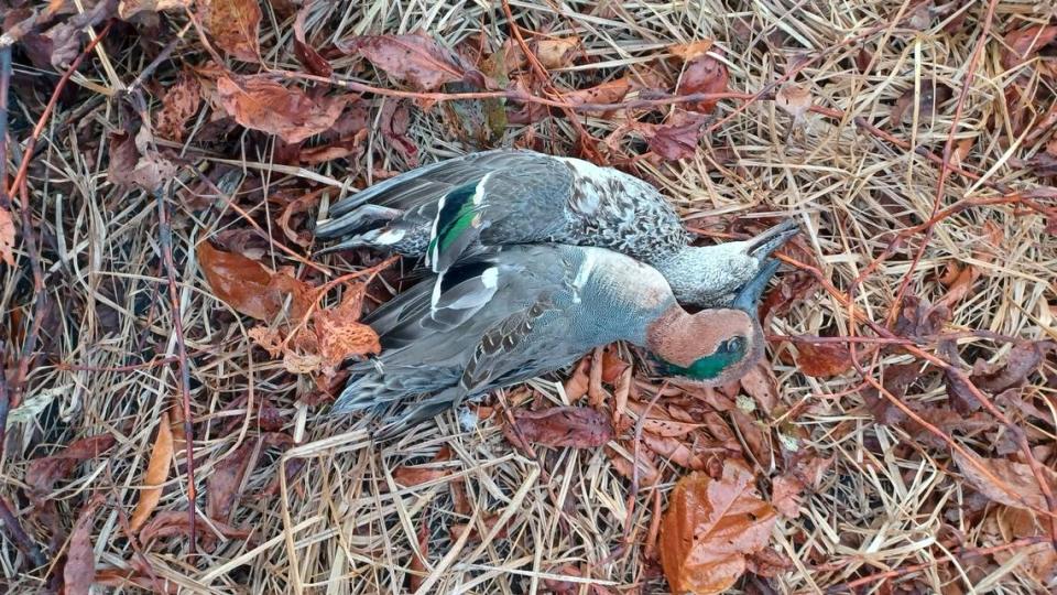 Chance Swaim bagged two green-winged teal this week while hunting in the dense fog. 