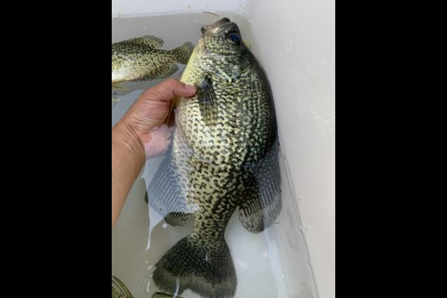 Nebraska Game and Parks Commission - This was one of the first fish Reygan  ever caught by herself. She caught this master angler crappie on her little  Barbie pole! She was SO