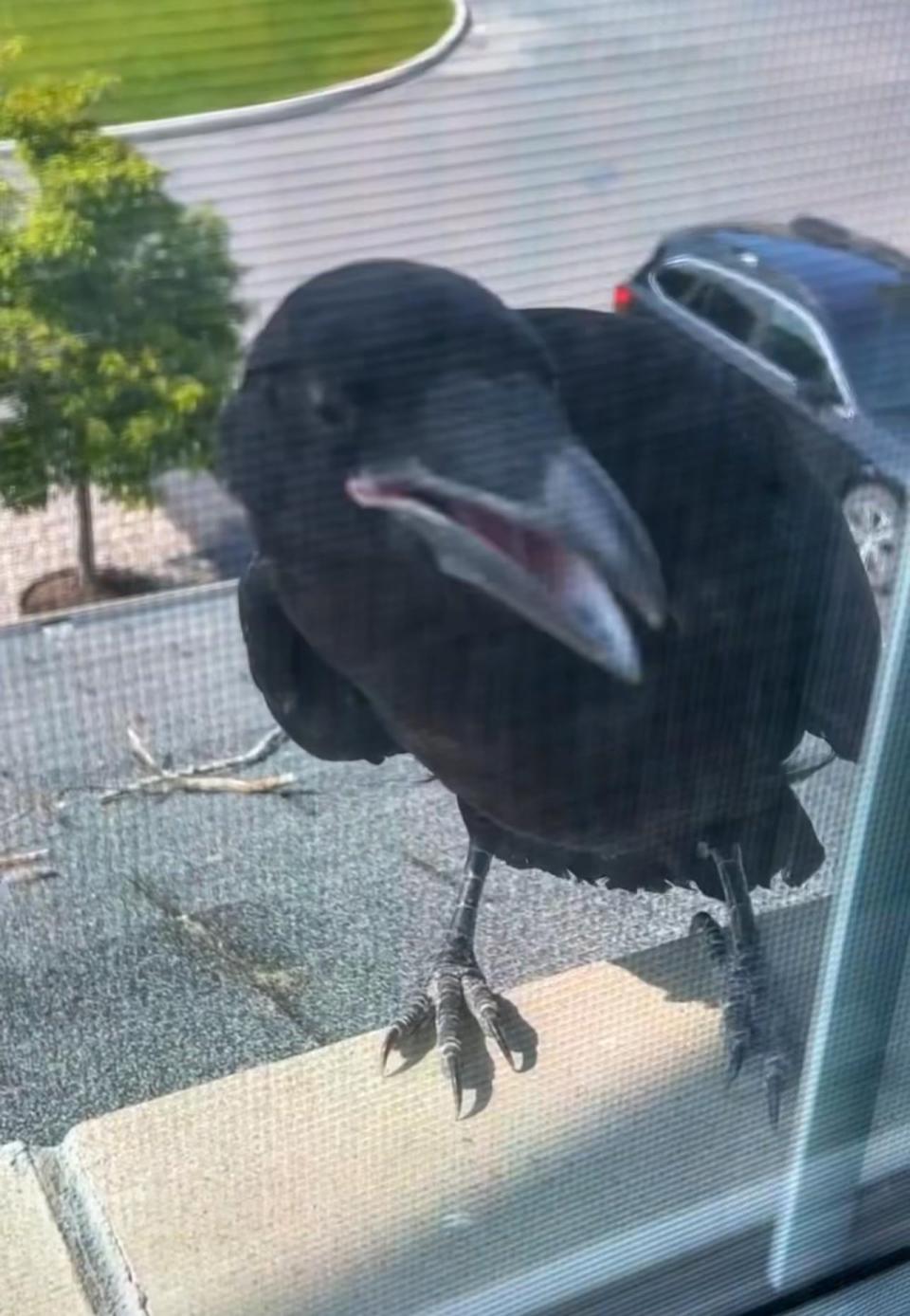 A juvenile raven knocked his beak against an upstairs window in Sadiq Zaman's home