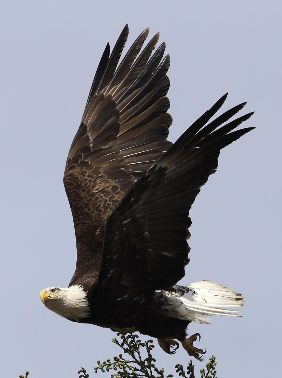 An bald eagle takes flight Wednesday, April 5, 2017, in Milpitas, Calif. A pair has nested on a tree top at an elementary school in Milpitas. Long endangered bald eagles are making a comeback in the San Francisco Bay Area. The local and national eagle boom is the pay-off for decades of environmental investment. Fifty years ago, the bird seemed destined to become a memory until official protection and pesticide restrictions were issued. (AP Photo/Marcio Jose Sanchez)