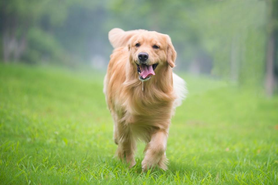 Golden Retriever