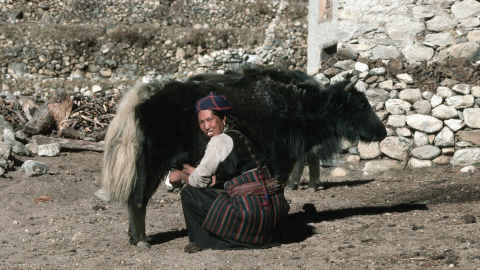 Nepali woman milking a yak