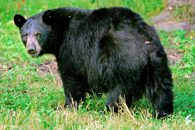 File: Cheryl Senter/AP/Shutterstock Black bear Squirty, one of Ben Kilham's cubs in rehabilitation center in Lyme, USA.