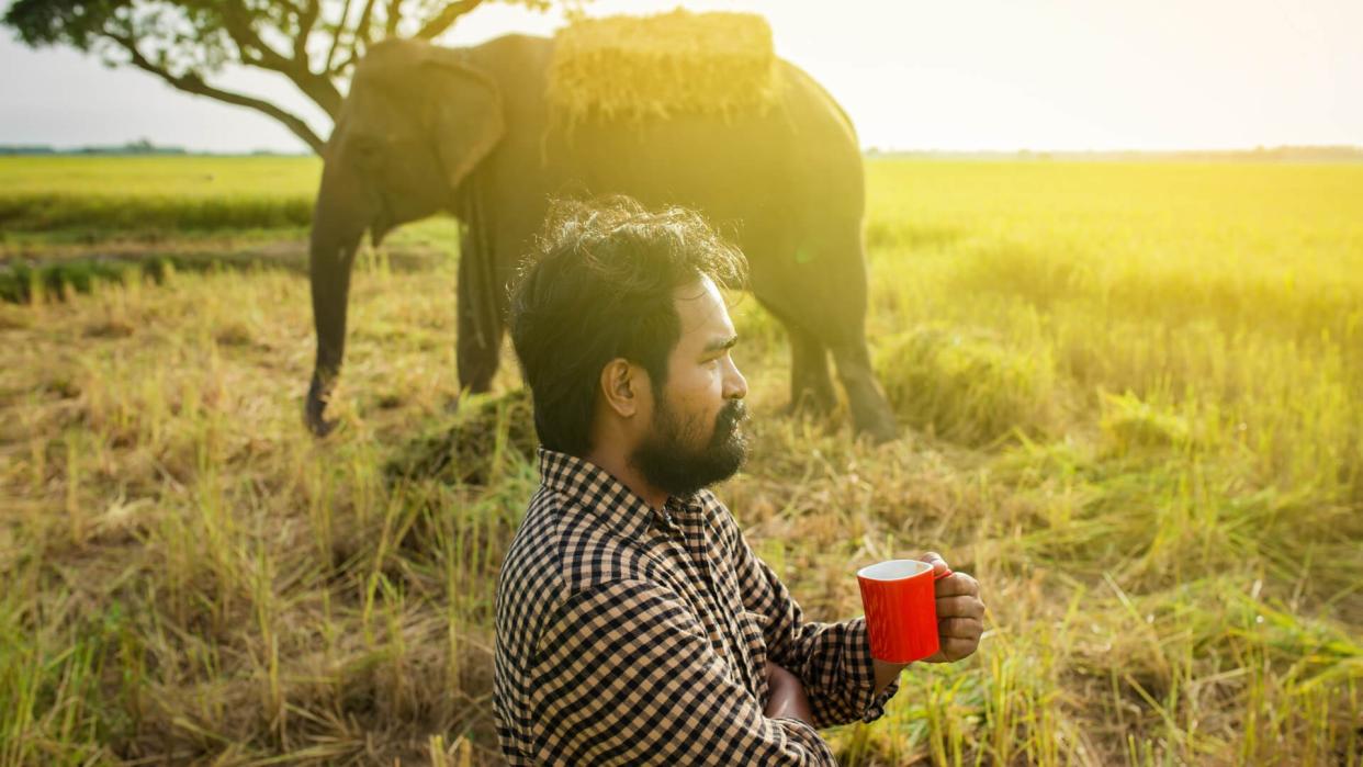 Man holding cup of coffee in the morning with elephant in the back
