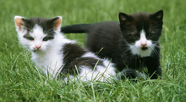 Several kittens in Victoria have been diagnosed with the virus. Source: AAP/File