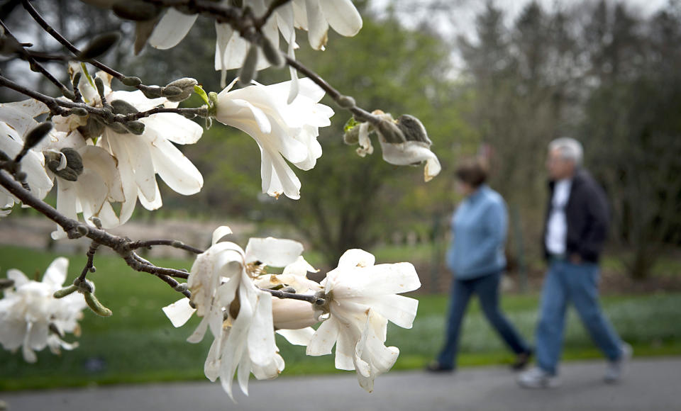 People stroll past a blooming tree at Clark Botanic Garden in Albertson, N.Y. (J. Conrad Williams / Newsday via Getty Images file )