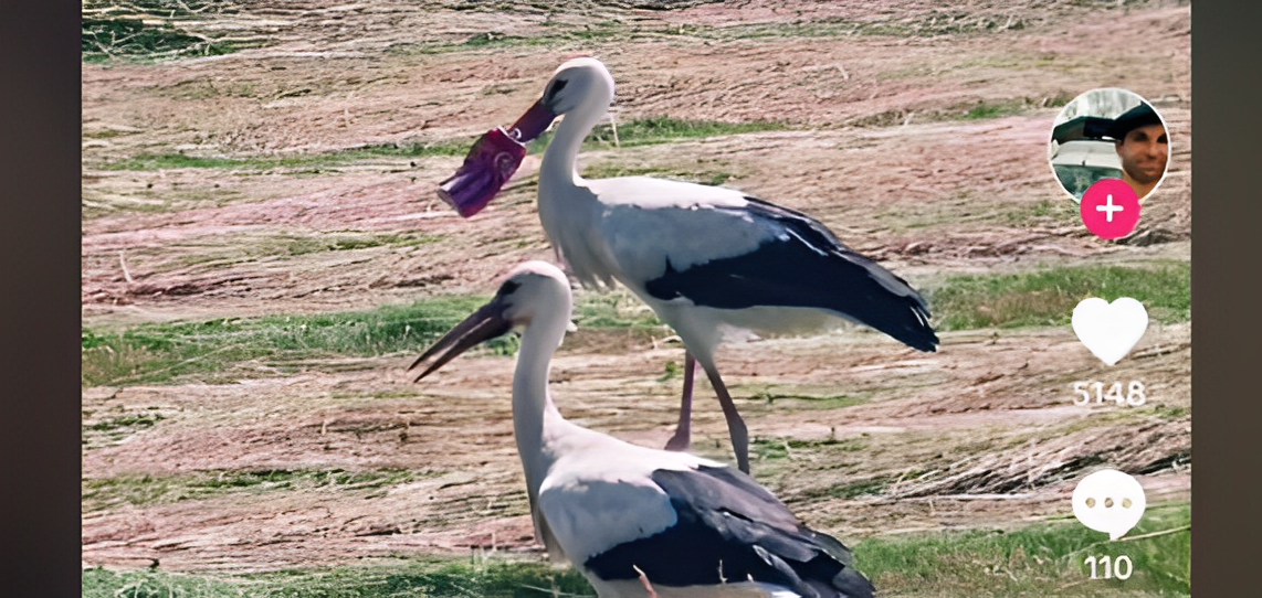 Une cigogne avec le bec coincé dans une canette de Coca-Cola avait ému sur les réseaux sociaux. Elle a été retrouvée et secourue.