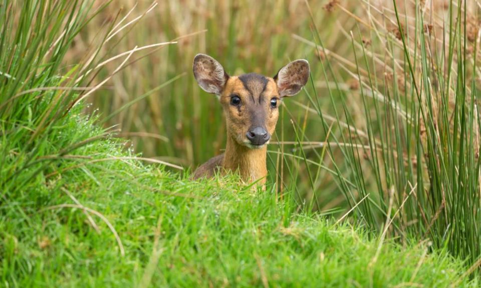 <span>Photograph: Louise Heusinkveld/Alamy</span>