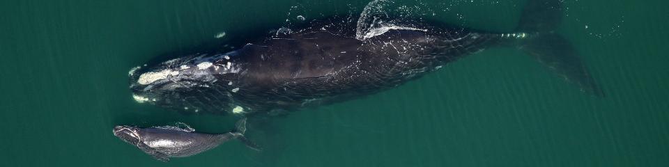 On Feb. 1, 2016, researchers took this aerial image of a right whaleand her first calf. The pair were sighted approximately 5 nautical miles off Ponte Vedra Beach.