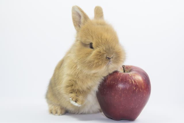 <p>Getty Images/Fernando Trabanco FotografÃ­a</p> Apples are safe for rabbits to eat.