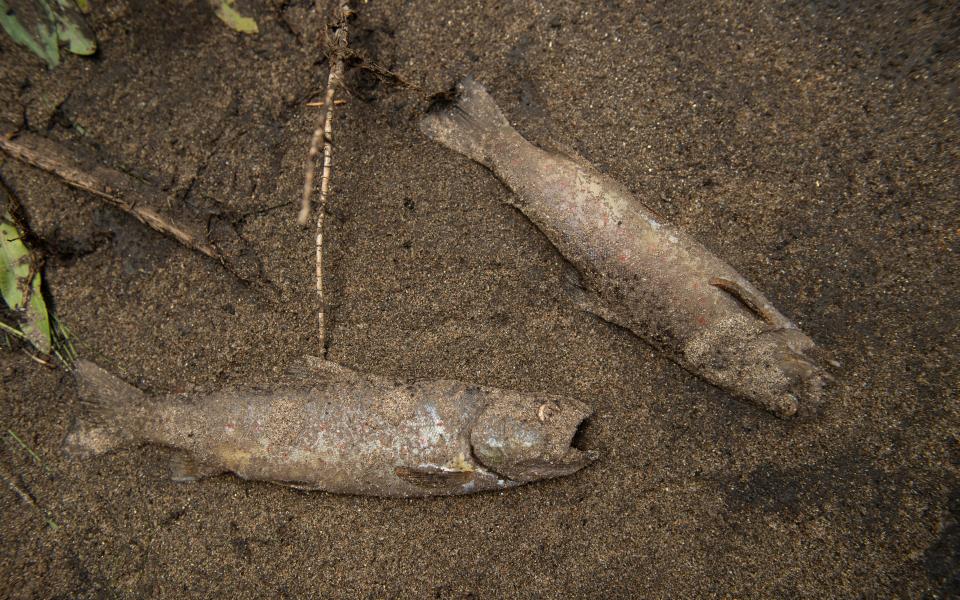 Dead fish lie in the sand along the Cache La Poudre River after a flash flood ripped through the Poudre Canyon near Rustic on July 21, 2021.